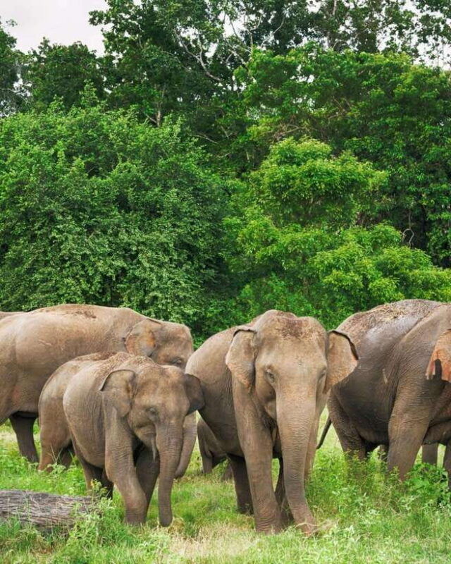 private-day-tour-dambulla-sigiriya-village-tour