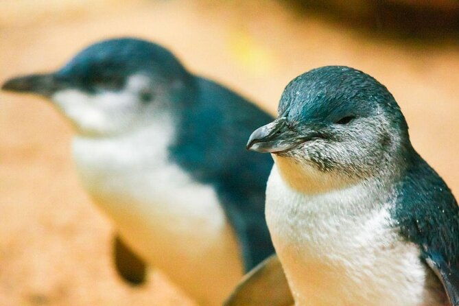 Private Day Tour of Phillip Island Wildlife and Brighton Beach - Exploring Melbourne’s Natural Charm: A Private Day Tour to Phillip Island and Brighton Beach