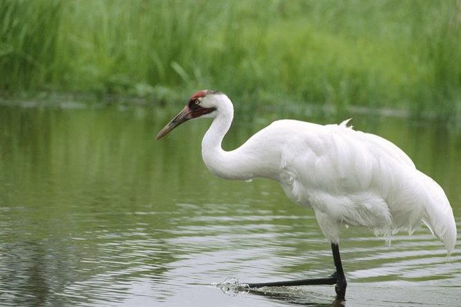 Private Day-Trip to Bharatpur Bird Sanctuary from Agra - A Detailed Look at the Private Day-Trip to Bharatpur Bird Sanctuary from Agra