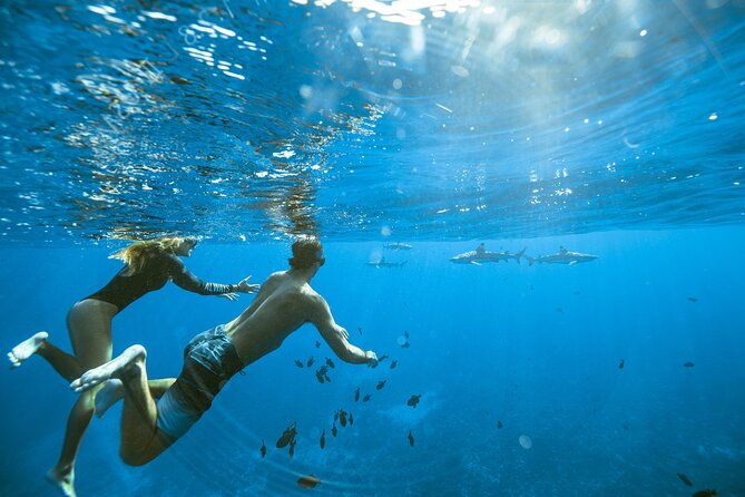 Private Discovery of the Marine Fauna of Moorea - Introduction: Discovering Moorea’s Marine Marvels Through a Private Tour