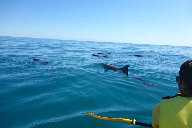 Private Double Island Point Wildlife Kayak or Surf Tour - Noosa - Starting with Comfort and Convenience