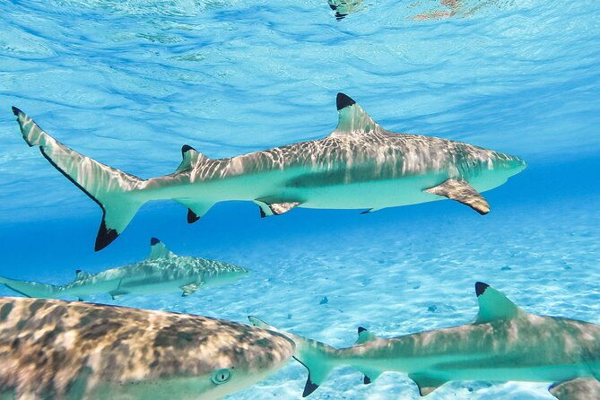 Private Full-Day Lagoon Adventure in Bora Bora with BBQ Lunch - Key Points