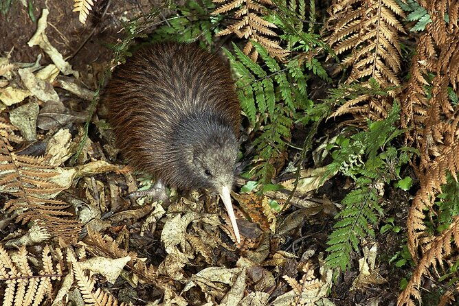 Private Guided Kiwi Encounter in Nga Manu Reserve - What the Tour Includes and Why It Matters