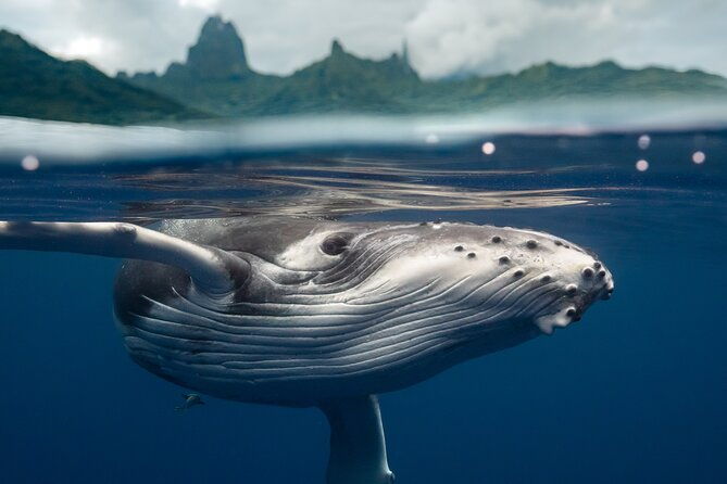 Private Half Day Whale Watching Tour - Key Points