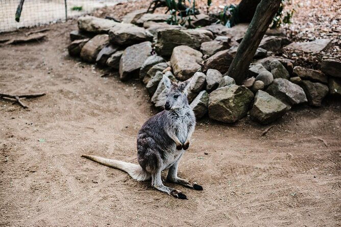 Private Luxury Blue Mountain Tour with Wildlife and River Cruise - Key Points