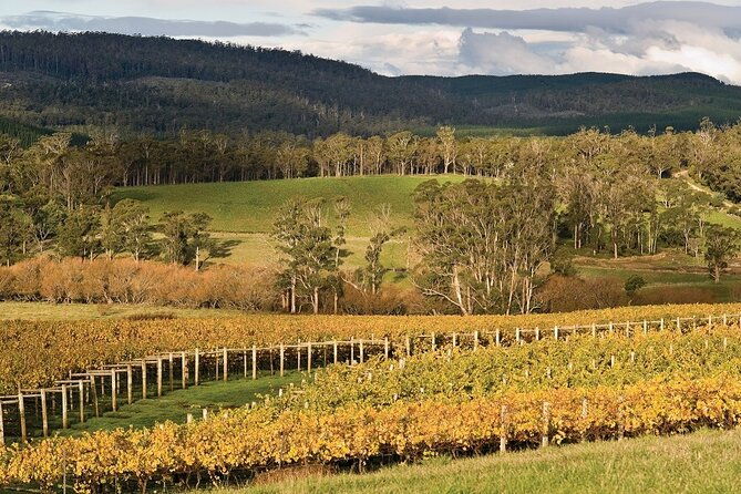 Private Pinot Noir Wine Tasting & Platter in Adelaide Hills - Key Points