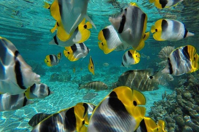 Private tour from Raiatea - 1/2 day excursion to Tahaa or other - Key Points