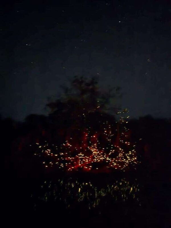 puerto-princesa-firefly-watching-tour-with-dinner-drinks