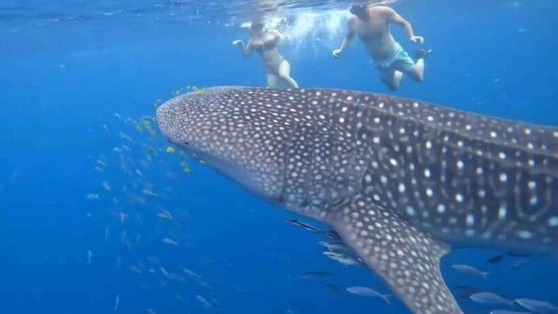 puerto-princesa-whaleshark-watching-yacht-tour-with-lunch