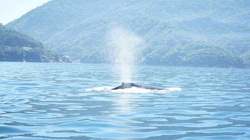 puerto-vallarta-3-hour-whale-watching-and-snorkeling