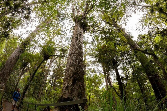 Puketi Rainforest Guided Walks .This is not a Shore Excursion product . - Key Points