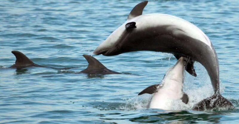 pula-dolphin-watching-boat-trip