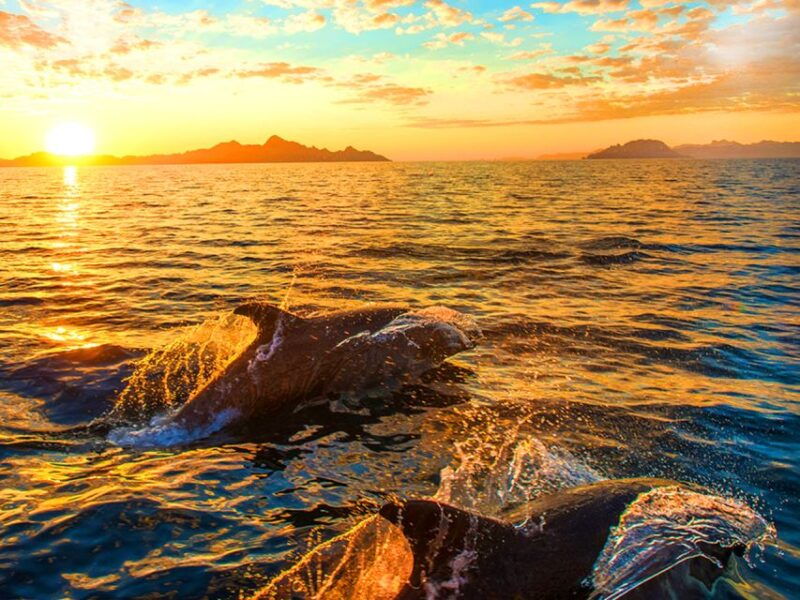 pula-national-park-brijuni-dolphin-cruise-with-dinner