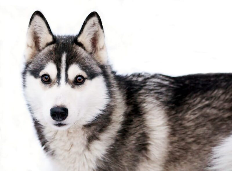 pyhatunturi-husky-safari-including-farm-visit