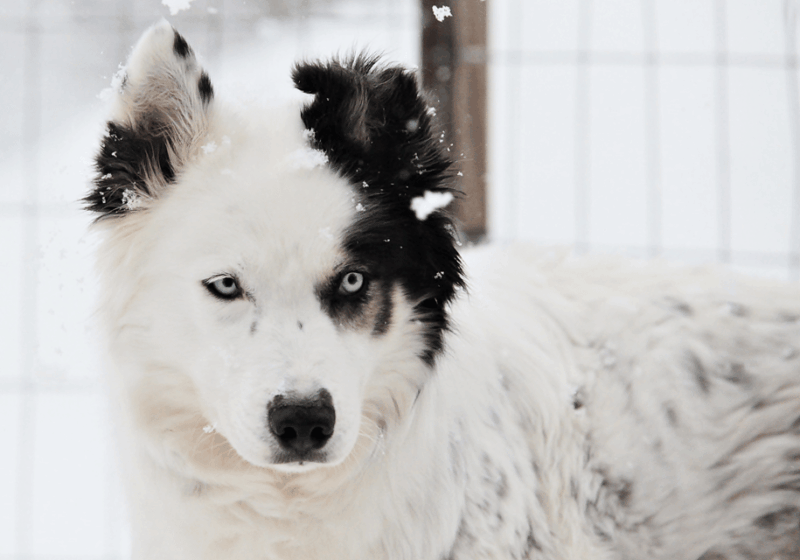pyhatunturi-husky-safari-including-farm-visit