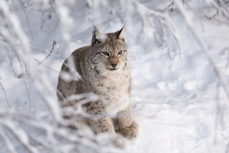 ranua-wildlife-park-day-visit-the-arctic-animals-2