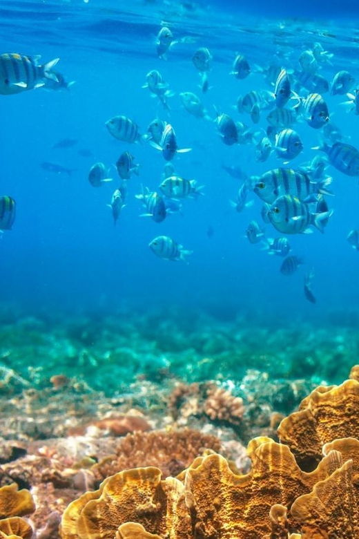 redrivertour-discovery-3-islets-snorkeling-by-speedboat