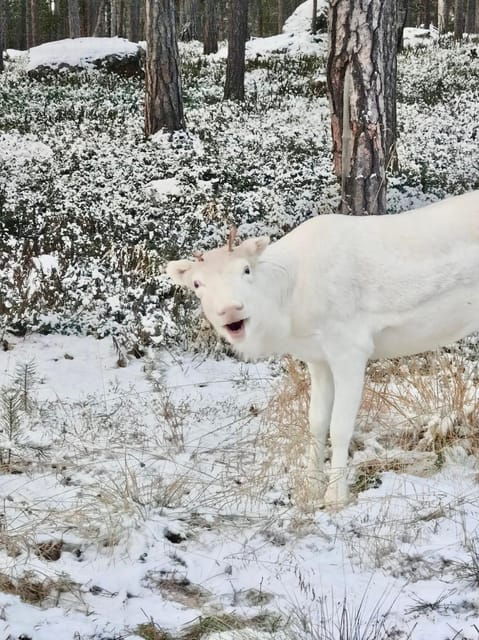 reindeer-feeding-in-inari