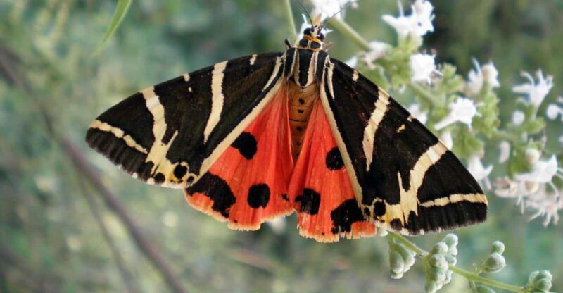rhodes-butterfly-valley-wine-tasting-tour-small-group