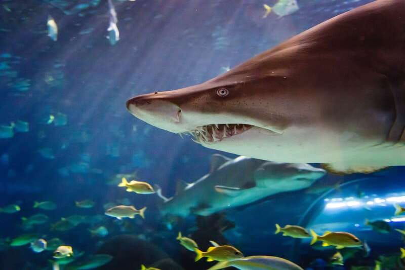 ripleys-aquarium-sharks-after-dark-entry-after-5pm