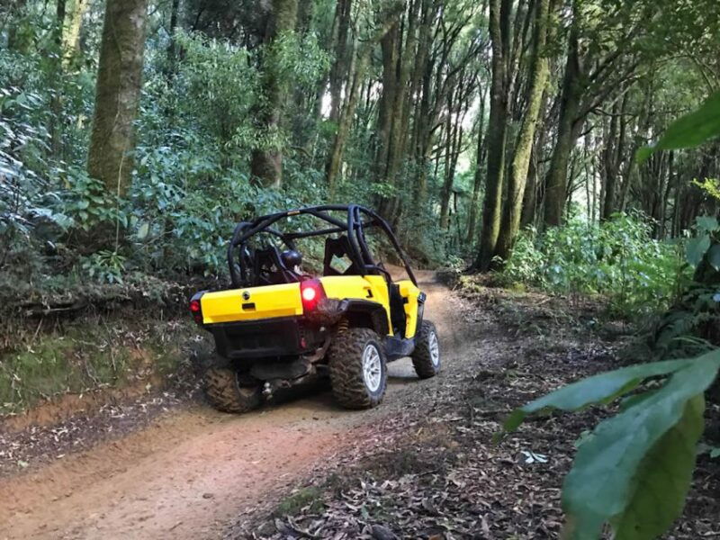 rotorua-4x4-self-drive-buggy-tour-through-farm-and-bushland