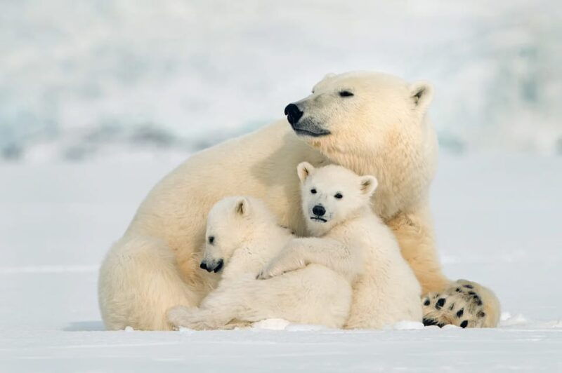 rovaniemi-arctic-animals-sleigh-rides-and-wildlife-zoo
