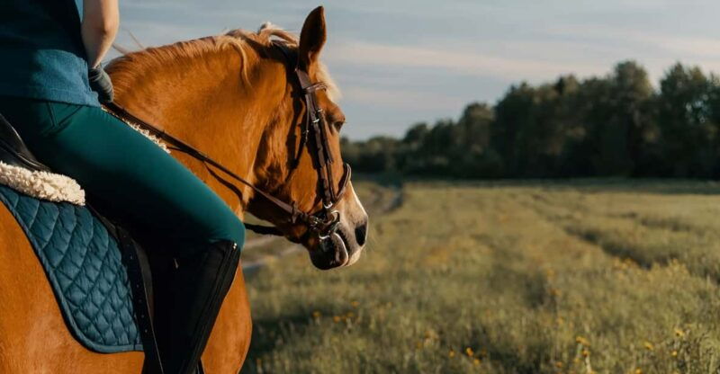 rovaniemi-horse-riding-in-arctic-wilderness