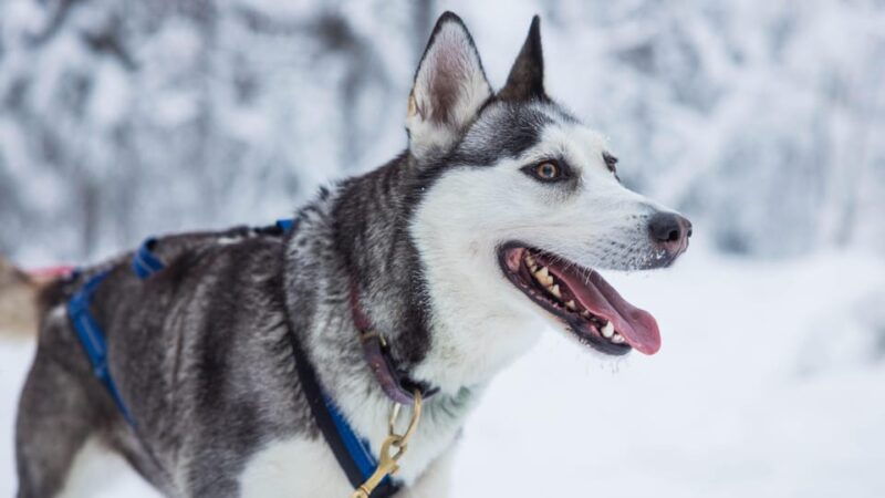 rovaniemi-husky-farm-visit-with-a-sledge-ride