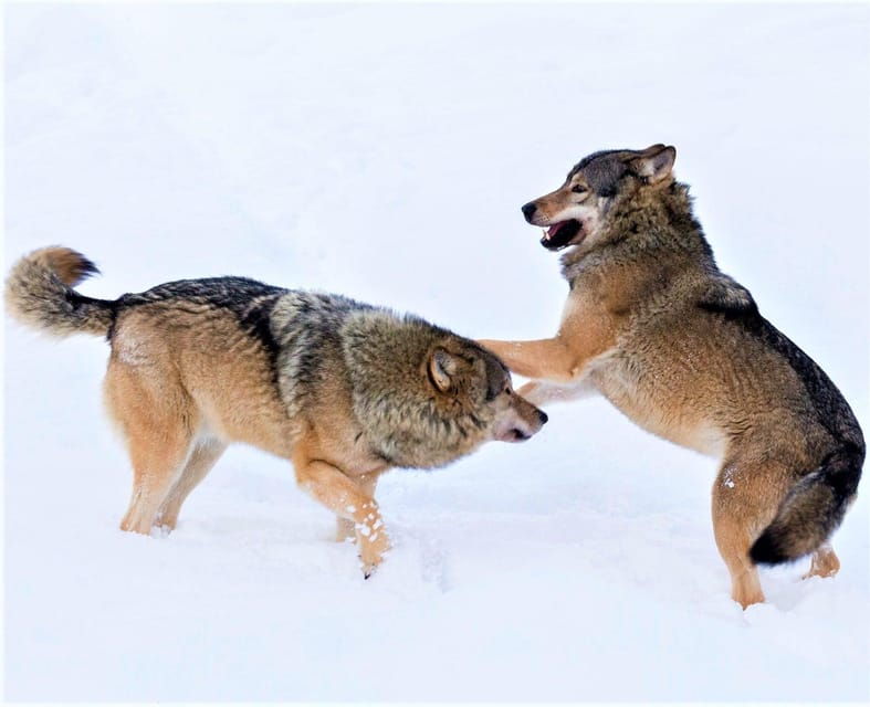 rovaniemi-ranua-zoo-wildlife-park-tour-with-hotel-pickup