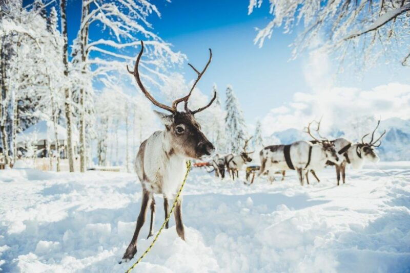 rovaniemi-reindeer-farm-tour-with-sledge-ride-pickup