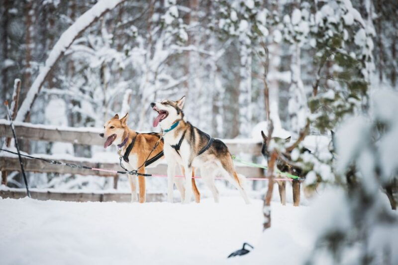 rovaniemi-snowmobile-tour-and-reindeer-farm-experience