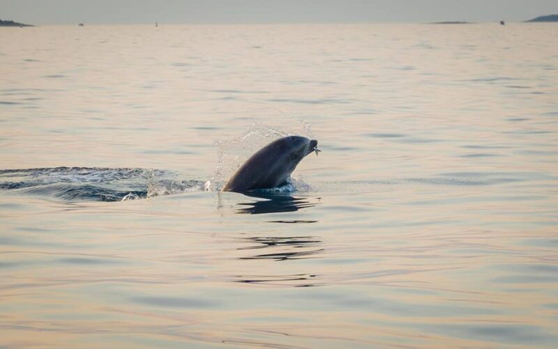 rovinj-sunset-dolphin-watching-island-swimming-boat-tour