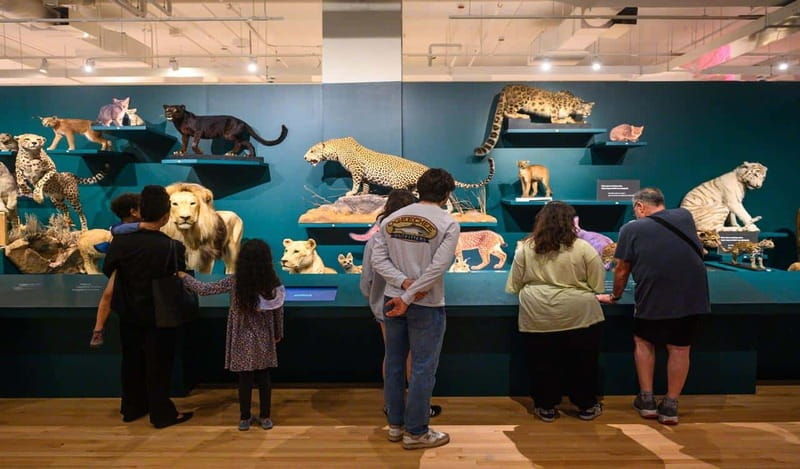 royal-ontario-museum-revealed-a-guided-tour-through-history