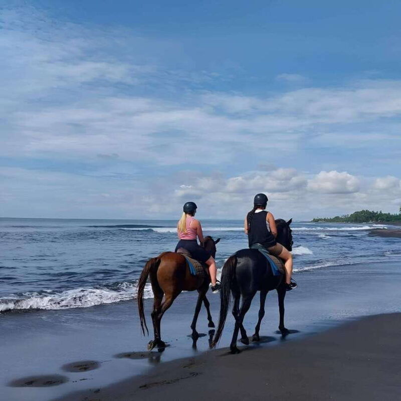 saba-beach-horse-riding-turtle-release-experience