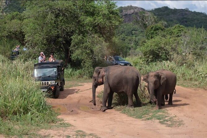 Safari Jeep in Hurulu Eco Park Sri Lanka wit Pigeon Island Tours - An In-Depth Look at the Safari Experience