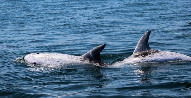 sagres-dolphin-watching-tour