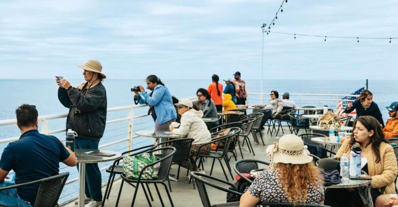 san-diego-whale-and-dolphin-watching-cruise