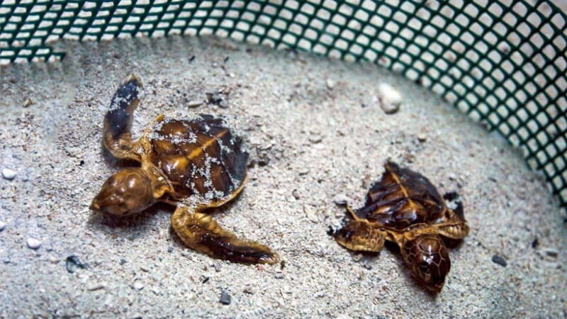 sandakan-2-days-1-night-at-turtle-island