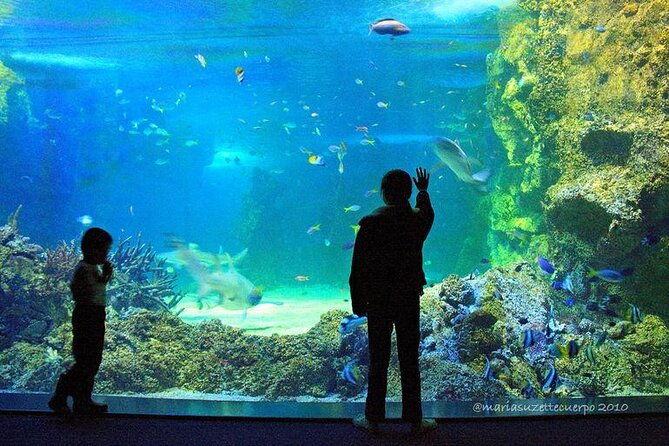 SEA LIFE Sydney Aquarium Entrance Ticket - Introduction