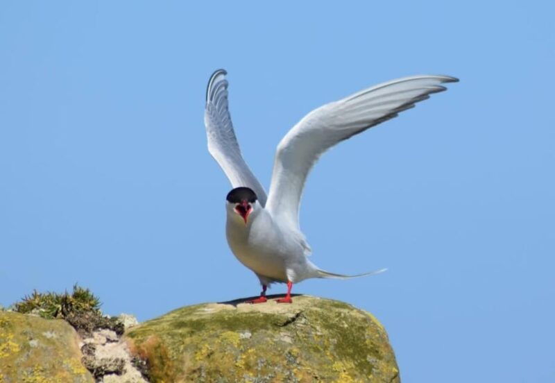 seahouses-farne-islands-and-longstone-lighthouse-tour
