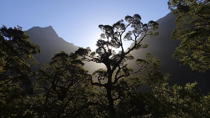 Self-Guided Milford Track Day Walk - Milford Sound - Key Points