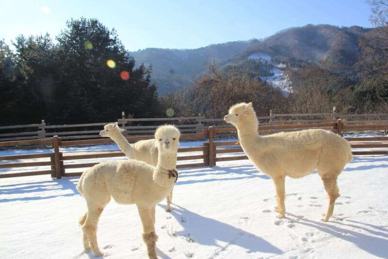 seoul-alpaca-nami-garden-of-morning-calm-tour-rail-bike