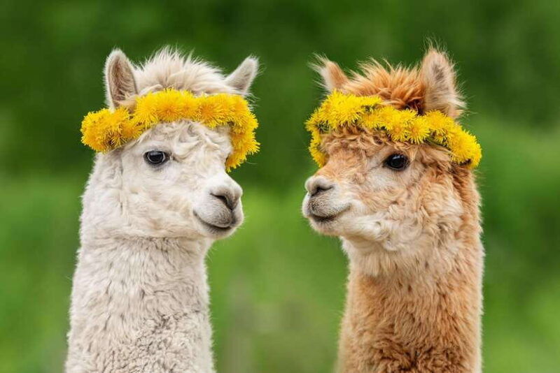 seoul-alpaca-world-nami-island-railbike-garden-park
