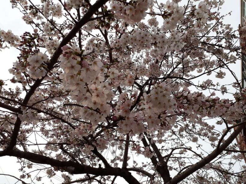 seoul-donghaksa-cherry-blossom-and-jeonju-hanok-day-tour