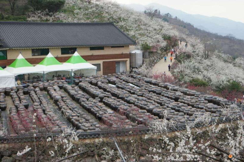 seoul-korea-spring-cherry-blossom-day-tour