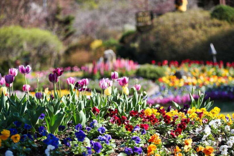 seoul-nami-island-with-garden-petite-france-railbike
