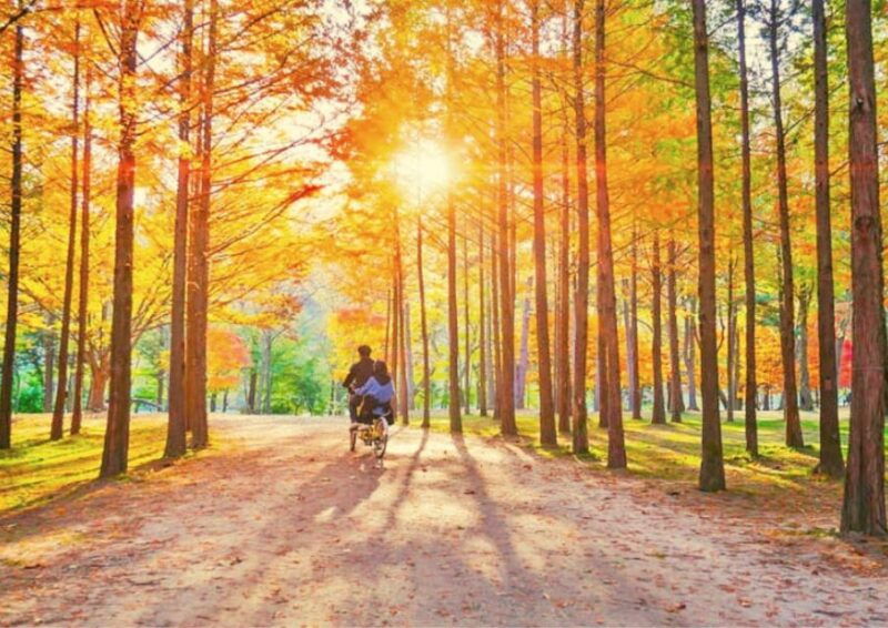 seoul-nami-petite-france-italian-village-railbike-option