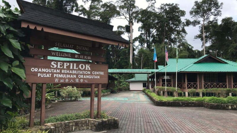 sepilok-orangutan-sun-bear-half-day-tour-sandakan