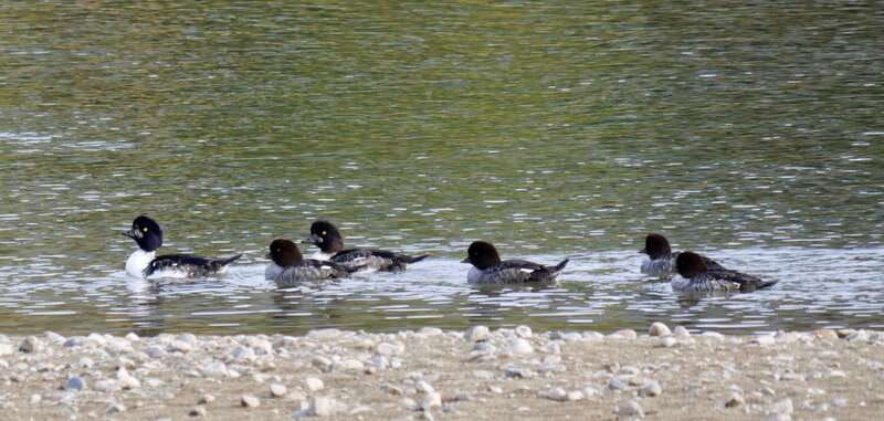 september-2025-british-columbia-rocky-mountain-birding-tour