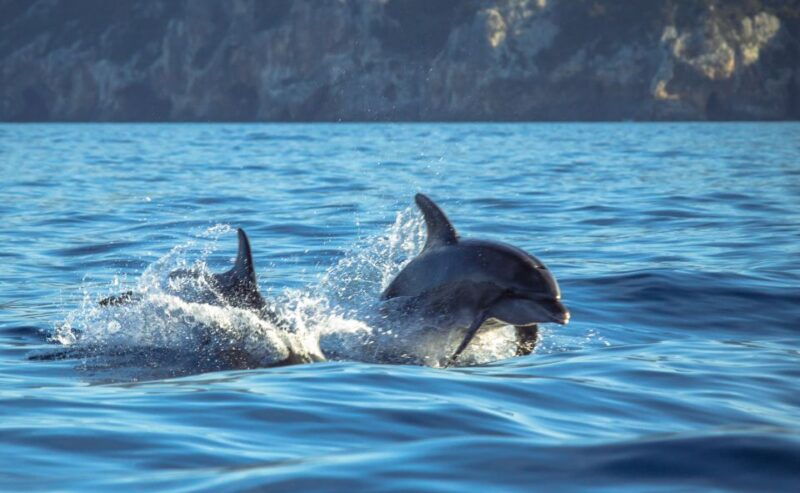 sesimbra-dolphin-watching-with-a-marine-biologist